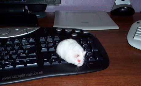 keyboard and mouse